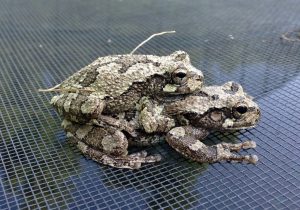Two gray treefrogs in amplexus on a screen.
