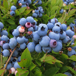 lowbush blueberries