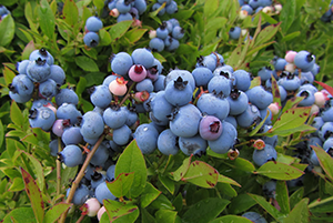 Ripe blueberries on a bush.