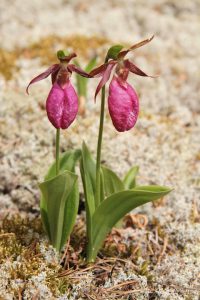 Two pink lady slipper plants with flowers.