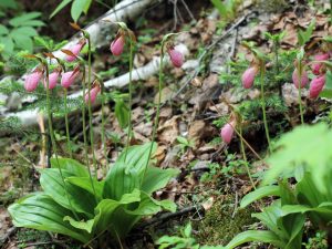 Pink lady slipper plants with flowers in a forest.