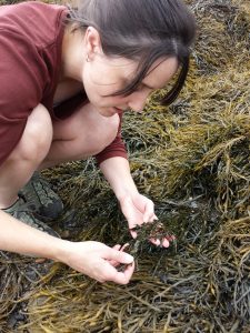 Elissa Koskela observing rockweed in the intertidal zone.