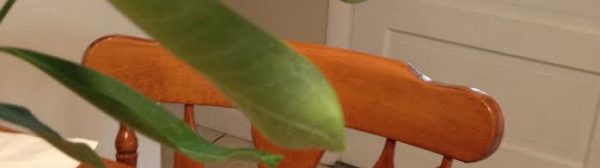 Monarch caterpillar on a leaf.