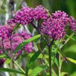 Swamp milkweed (Asclepias incarnata)