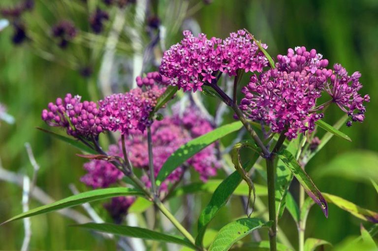 Swamp Milkweed (Asclepias incarnata) - Signs of the Seasons: A New ...