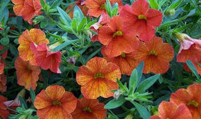 Calibrachoa flower blooms