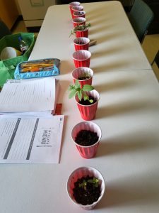 Plastic cups with seedlings growing