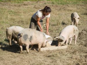 A farmer feeding 4 pigs