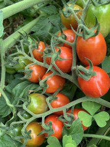 Tomatoes on the vine in a garden