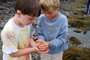 2 boys explore marine life along the shore