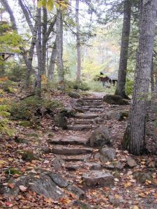Stone stairs meander through the woods