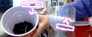 a photo that displays an experiment with hydroponics and a cup of soil