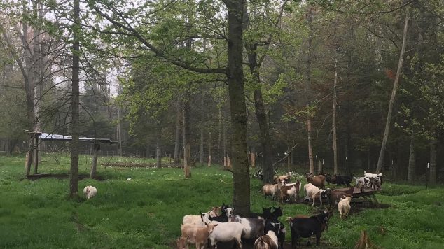 Goats walking in a forest