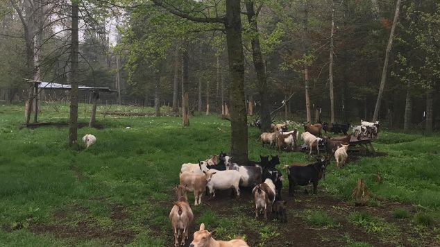 Goats walking in a forest