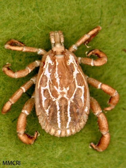 Gulf Coast Tick Cooperative Extension Tick Lab University Of Maine Cooperative Extension 0247