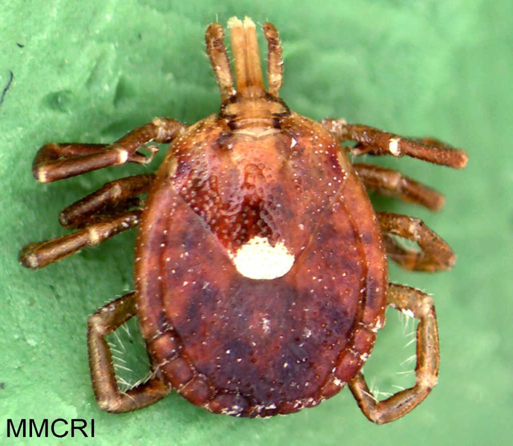 Lone Star Tick Cooperative Extension Tick Lab University Of Maine Cooperative Extension 