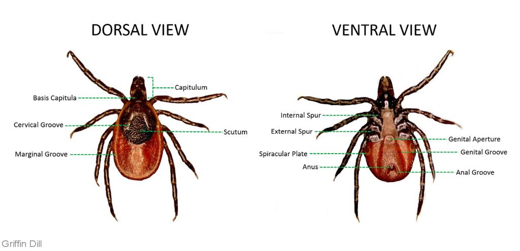 Deer Tick external morphology: dorsal view (capitulum, basis capitula, cervical groove, scutum, and marginal groove); ventral view (internal spur, external spuyr, genital aperture, genital groove, spiracular plate, anus, anal groove