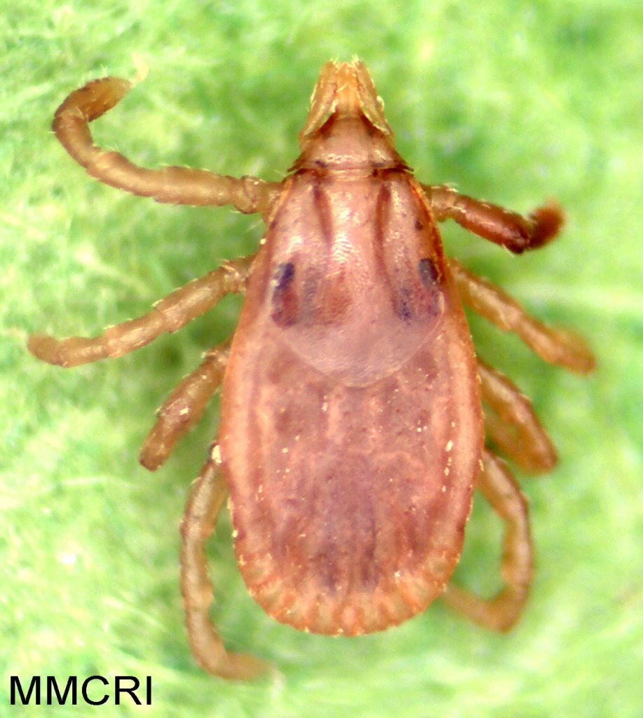 American Dog Tick Cooperative Extension Tick Lab University of