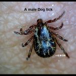 Male American Dog tick
