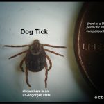 Dog tick in un-engorged state beside US penny; photo by C.D. Armstrong