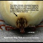 Photo of an engorged female dog tick, pointing out the rather intricate hexagonal shaped area behind the head, which is a key diagnostic feature for differentiating between a dog and deer tick