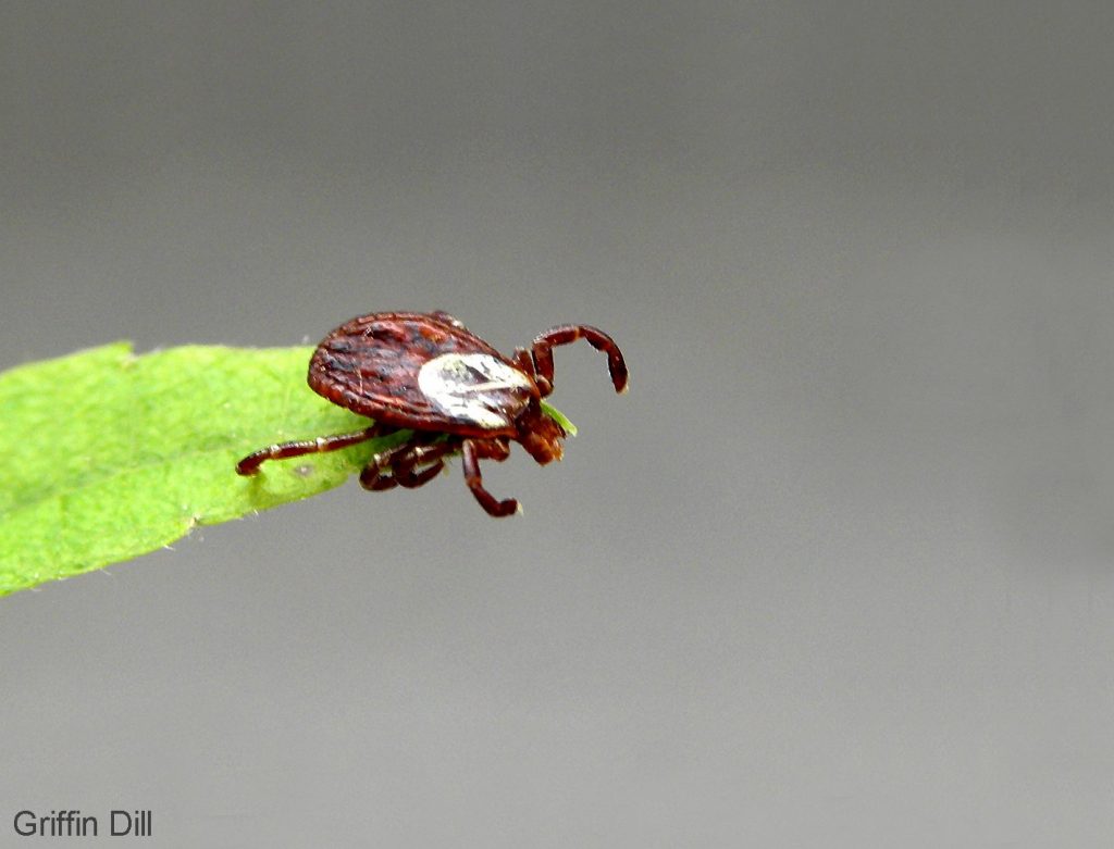 Ticks of Maine - Tick Lab - University of Maine Cooperative Extension