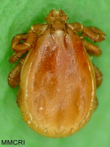 Haemaphysalis leporispalustris, adult male