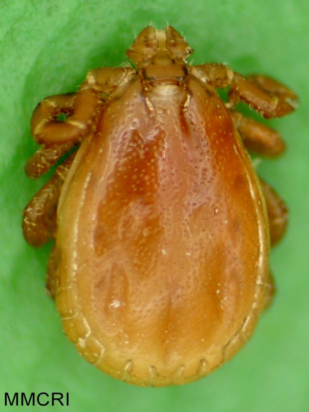 Rabbit Tick Cooperative Extension Tick Lab University of Maine