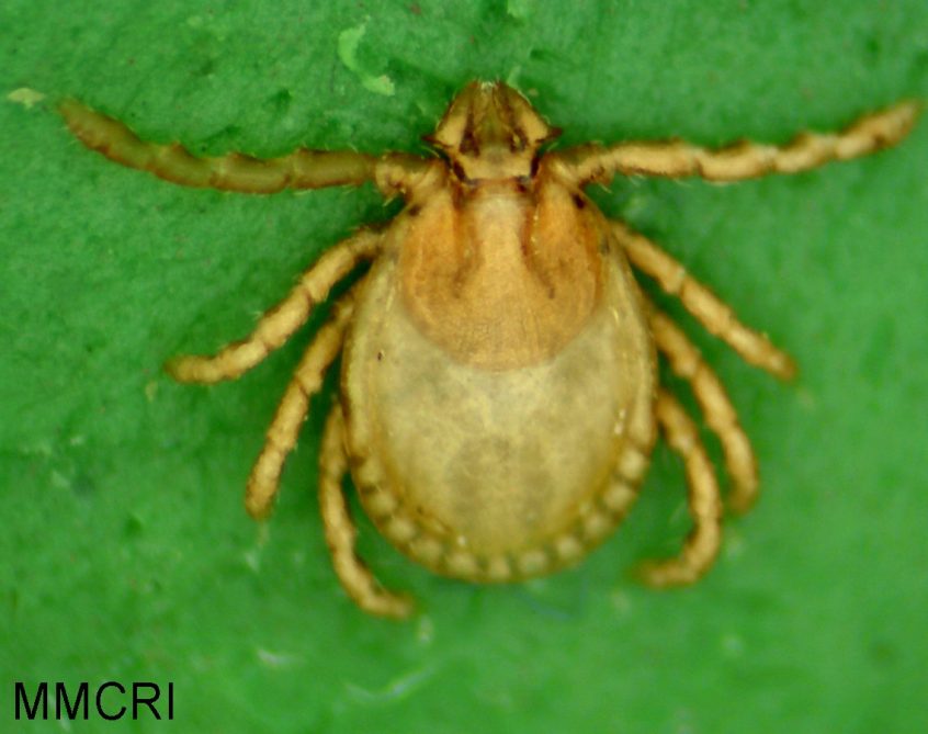 Rabbit Tick Cooperative Extension Tick Lab University of Maine