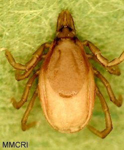 Ixodes angustus, adult female