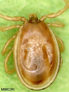 Ixodes cookei, adult male