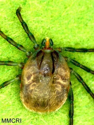 Seabird Tick - Cooperative Extension: Tick Lab - University of Maine ...