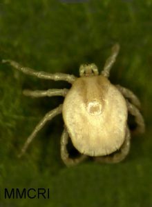 Ixodes uriae, female nymph