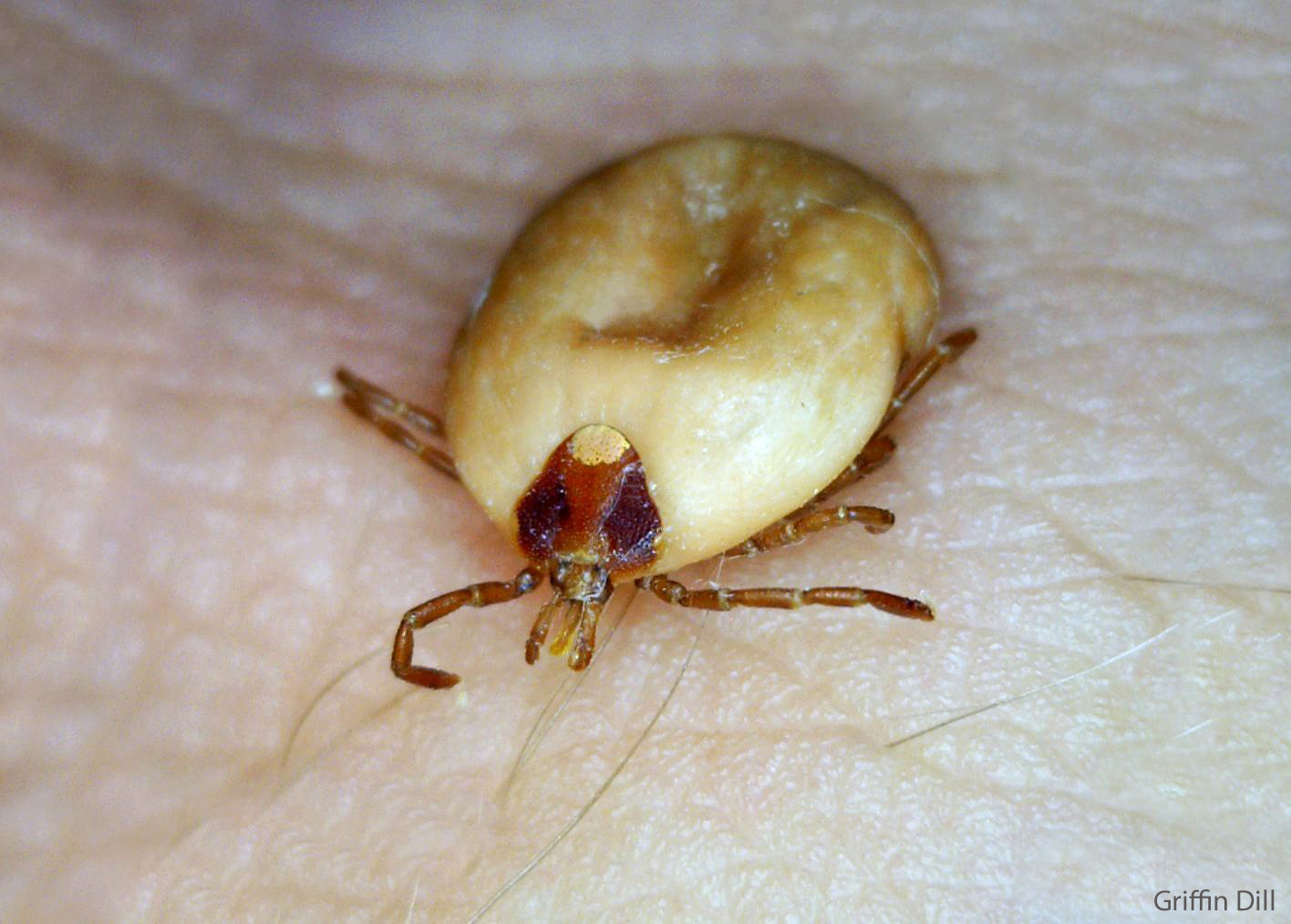Lone Star Tick - Adult Female (Engorged)