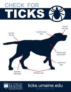 Illustration showing where to check for ticks on a dog: Around the eyes, in and around the ears, around the tail, between back legs, between toes, under front legs, and around the neck and shoulders