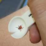 Lifting the detatched tick away with the tick spoon