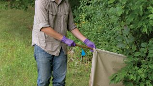 Researcher drags for ticks near the tree line