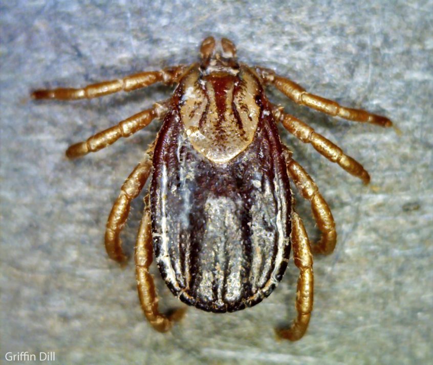 Winter Tick or Moose Tick Cooperative Extension Tick Lab