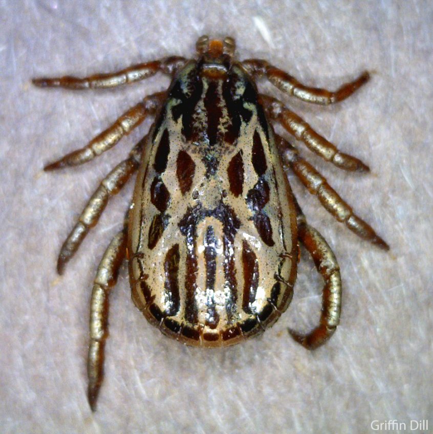 Winter Tick or Moose Tick Cooperative Extension Tick Lab