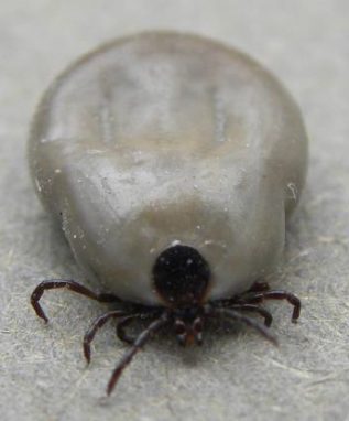 Blacklegged Tick or Deer Tick - Cooperative Extension: Tick Lab ...