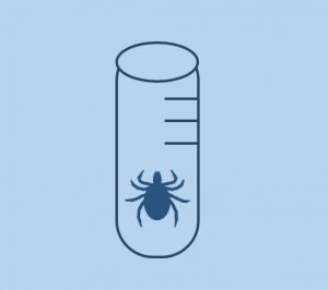 Drawing of a tick in a test tube