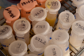 Samples, UMaine Animal Health Lab; photo by Edwin Remsberg, USDA