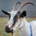 Goat with horns