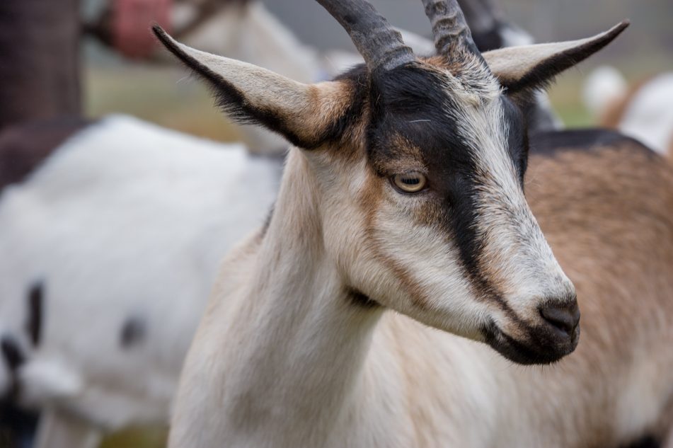 Goats - Cooperative Extension Veterinary Diagnostic Laboratory 