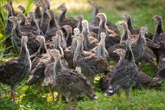 Poult Turkey Flock