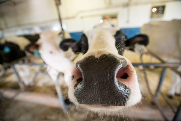 Dairy Cow nose close up