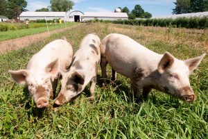 Three pigs in field