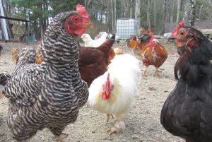 flock of free-range chickens