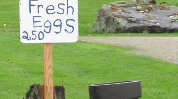 Fresh Eggs $2.50 Sign at small chicken farm