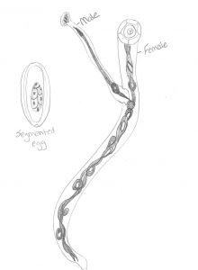 Drawing of Hookworm